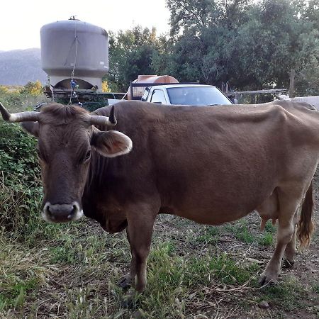 Agriturismo Codula Fuili كالا غونوني المظهر الخارجي الصورة