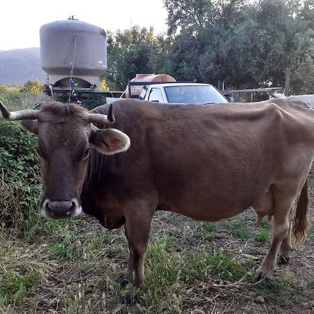 فيلا Agriturismo Codula Fuili كالا غونوني المظهر الخارجي الصورة