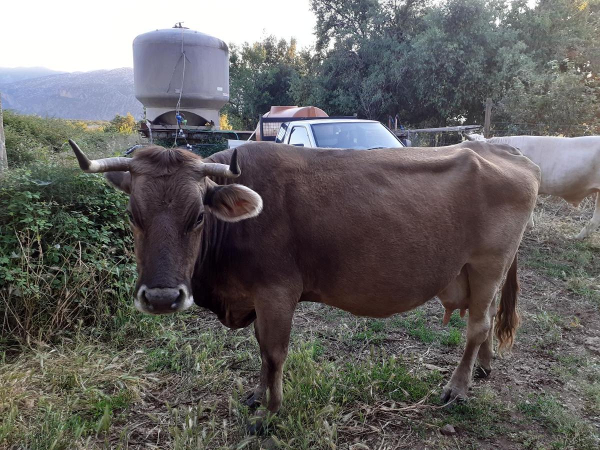Agriturismo Codula Fuili كالا غونوني المظهر الخارجي الصورة