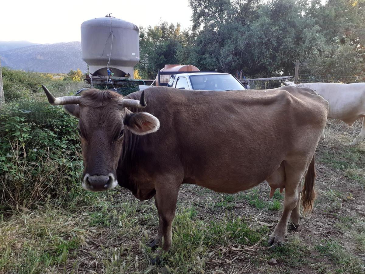 فيلا Agriturismo Codula Fuili كالا غونوني المظهر الخارجي الصورة