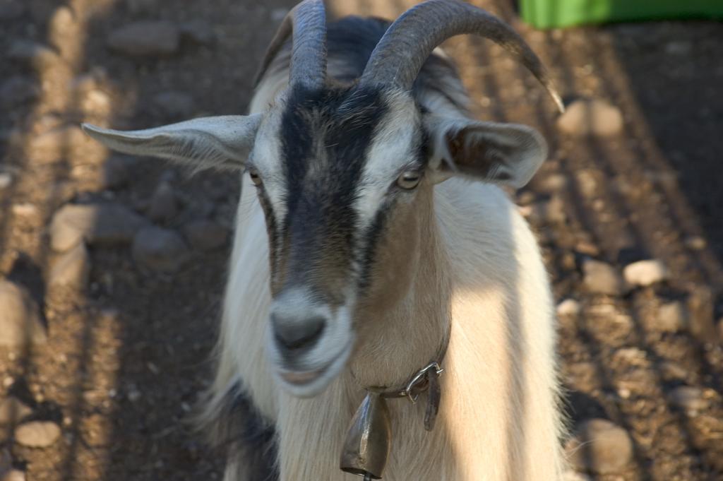 Agriturismo Codula Fuili كالا غونوني المظهر الخارجي الصورة