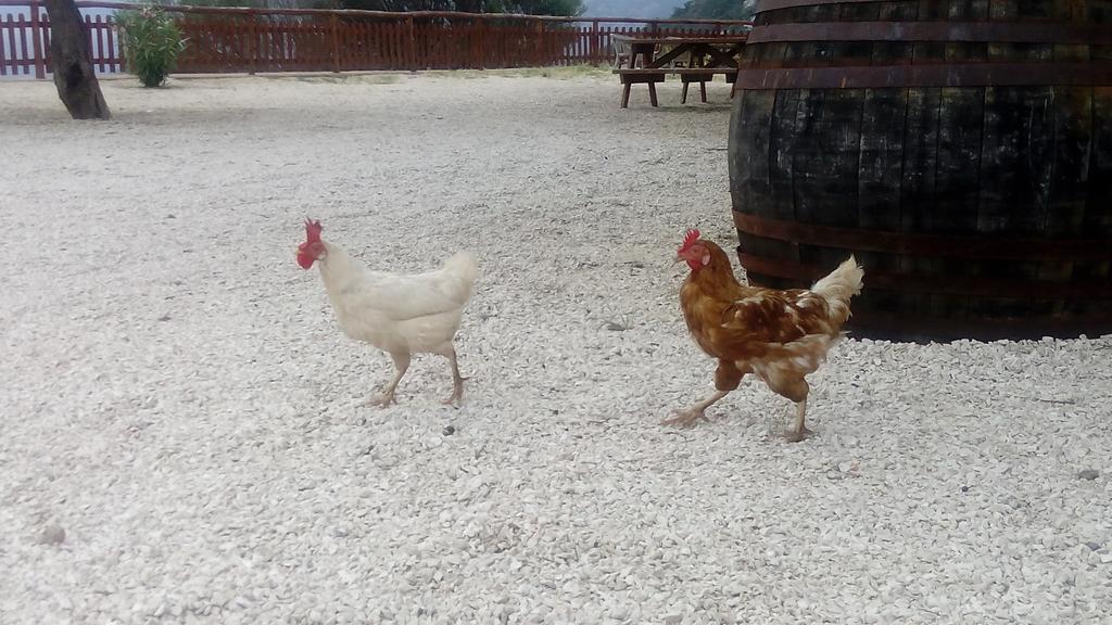 Agriturismo Codula Fuili كالا غونوني المظهر الخارجي الصورة